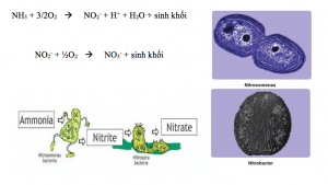xử lý nươc thai sinh hoạt
