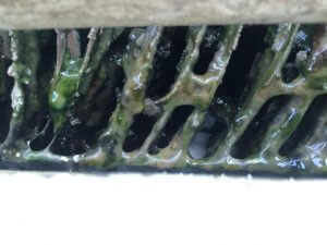 vi sinh rêu tảo hệ thống giải nhiệt